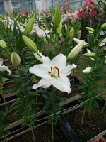 [4303 Arletta VZ No01.JPG]